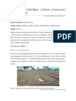 Informe Final Del Cultivo de Cebollino