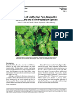 Diseases of Leather Leaf Fern Caused by Calonectria and Cylindrocladium Species