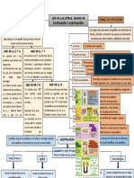 Mapa Mental Signos de Puntuacion y Acentuacion