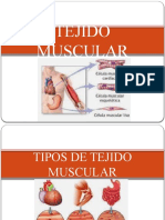 Tejido Muscular