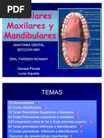 Presentacion Premolares Maxilares y Mandibulares