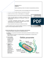 Ficha Informativa Características Generales de La Célula Procariota