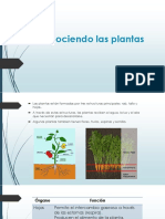 Conociendo Las Plantas