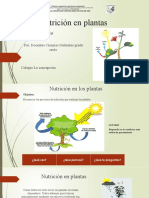 Taller Ciencias Naturales Sexto 5 Nutricion en Las Plantas