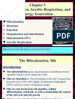 Chapter 5-Mitochondria and Aerobic Respiration - 複本