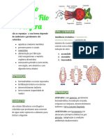 Filo Porífera