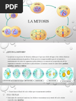 La Mitosis