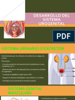 Sistema Urogenital, Mi Clase 2