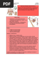 Órganos Hematopoyéticos