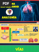 Sistema Repiratorio