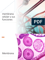 Estructura de La Membrana Celular y Sus Funciones