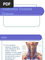 Anatomía Sistema Venoso