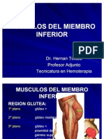 Musculos Del Miembro Inferior