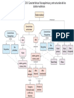 Mapa Conceptual 2.6 Ácidos Nucleicos