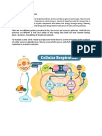 Cellular Respiration - Aerobic and Anaerobic