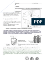 Desenvolvimento Da Semente - Questões