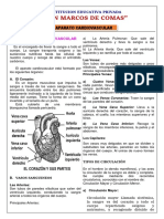 APARATO CARDIOVASCULAR-Humano-para-Quinto-de-Primaria 