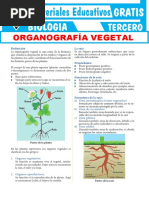 Organografía Vegetal para Tercer Grado de Secundaria