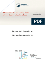 Oxidación Del Piruvato y Ciclo de Los Ácidos Tricarboxílicos