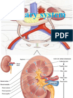 Urinary System