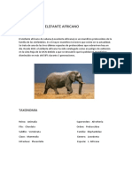 Elefante Africano