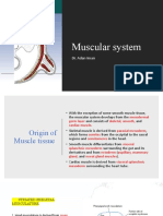 Muscular System