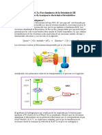 Fotosintesis 3