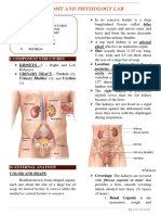 Urinary System