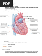 ACTIVIDAD CONDUCCIÓN CARDÍACA Terminada