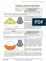 Constelaciones Cerebrales Tronco y Cerebelo 5lb Alejandro D Gatti