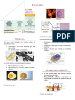 3 - Eucariontes