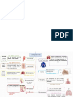 Anatomía de Sistema Respiratorio