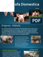 Sus Scrofa Domestica