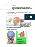 Anatomia Del Craneo