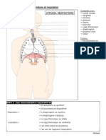 Appareil Respiratoire Et Respiration