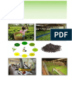 Tea Processing (Mini Tea Factory) Project