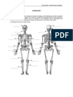 Lección 2 Anatomía