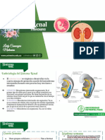 Sistema Renal