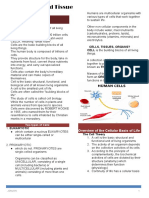 MC 1A 3 Cells and Tissue