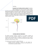 Sistema Nervioso Central