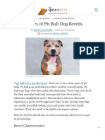 5 Types of Pit Bull Dog Breeds