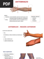 Antebrazo - Muñeca