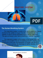 Human Respiratory System