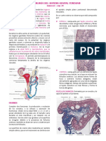 Histología Del Sistéma Genital Femenino