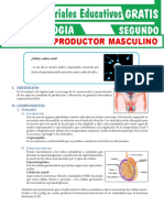 Sistema Reproductor Masculino para Segundo Grado de Secundaria