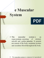 PE20#1 The Muscular System