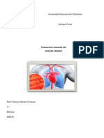 Contracción Muscular Del Musculo Cardiaco