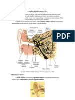 Anatomia Da Orelha