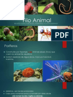 Filo Animal - RESUMO