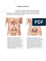 Sistema Urinario